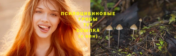 стаф Барнаул